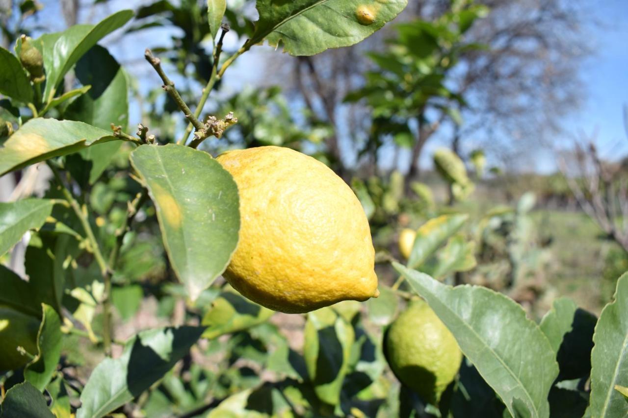 산타 베네리나 Etna Tra Le Querce 빌라 외부 사진